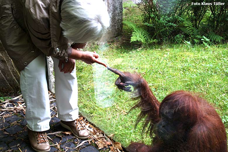 Orang-Utan-Weibchen CHEEMO am 16. August 2019 mit "Finger-Kontakt" zu einer Stammbesucherin an der Glasscheibe der Außenanlage im Grünen Zoo Wuppertal (Foto Klaus Tüller)