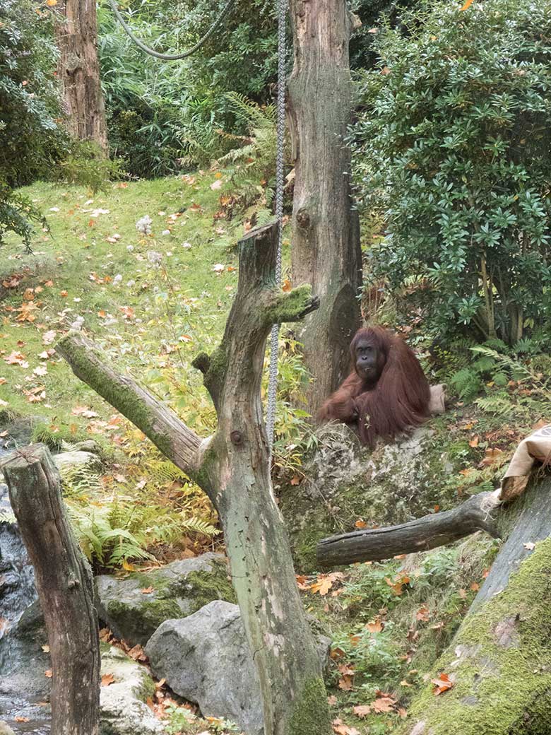 Orang-Utan Weibchen CHEEMO am 15. Oktober 2019 auf der Außenanlage am Menschenaffen-Haus im Grünen Zoo Wuppertal