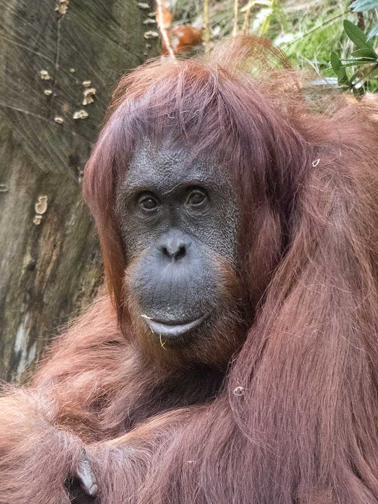 Orang-Utan Weibchen CHEEMO am 15. Oktober 2019 auf der Außenanlage am Menschenaffen-Haus im Wuppertaler Zoo