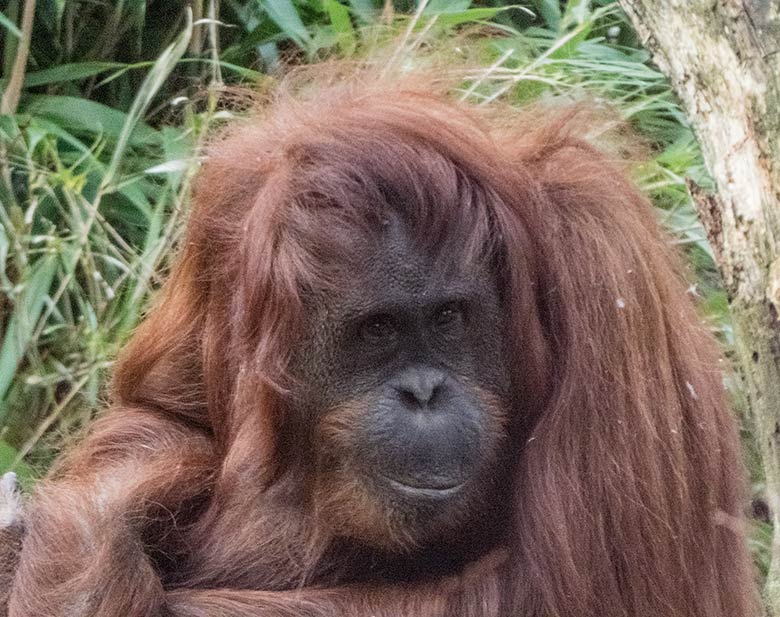 Orang-Utan-Weibchen CHEEMO am 17. Dezember 2019 auf der Außenanlage im Wuppertaler Zoo