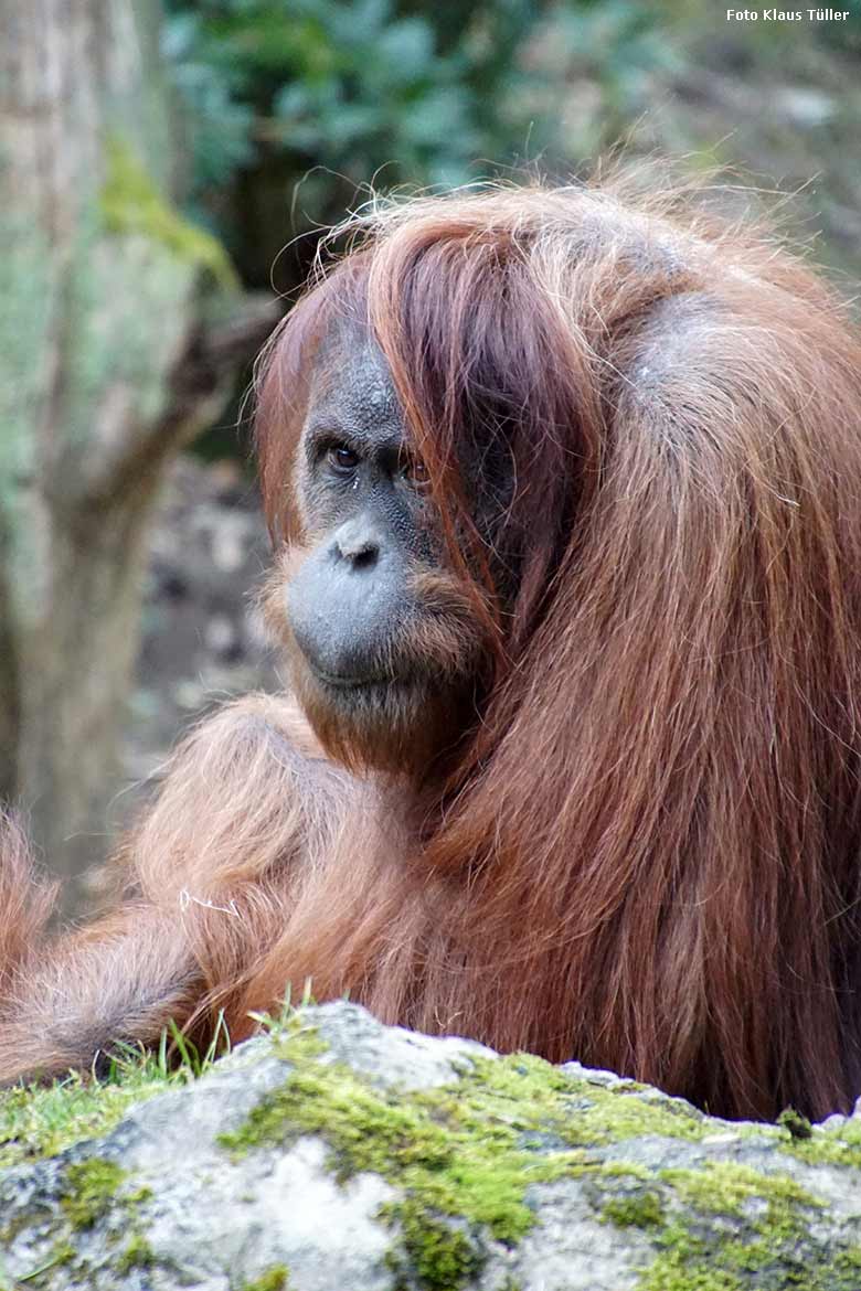 Orang-Utan-Weibchen JAKOWINA am 17. Februar 2020 auf der Außenanlage am Menschenaffen-Haus im Grünen Zoo Wuppertal (Foto Klaus Tüller)