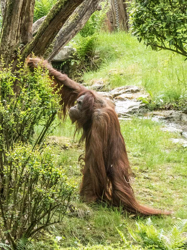 Orang-Utan-Weibchen JAKOWINA am 20. Mai 2020 auf der Außenanlage im Zoologischen Garten Wuppertal