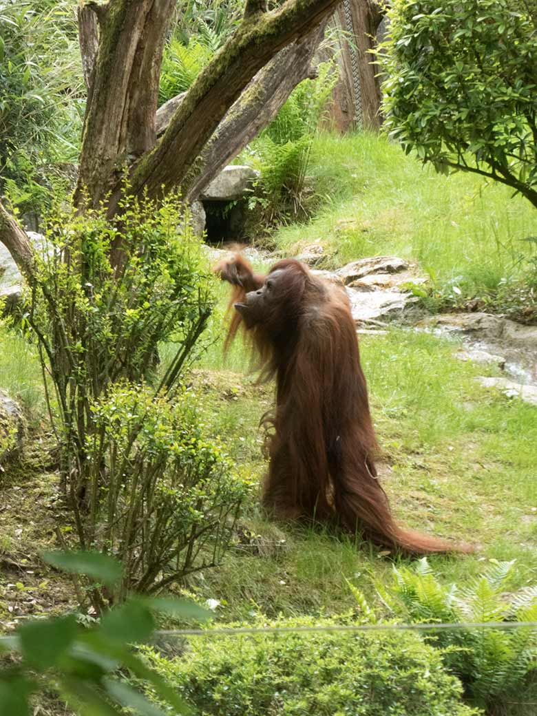 Orang-Utan-Weibchen JAKOWINA am 20. Mai 2020 auf der Außenanlage im Zoo Wuppertal