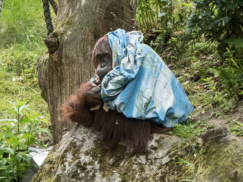 Orang-Utan-Weibchen CHEEMO am 20. Mai 2020 auf der Außenanlage im Wuppertaler Zoo
