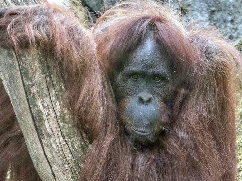 Orang-Utan-Weibchen JAKOWINA am 20. Mai 2020 auf der Außenanlage im Grünen Zoo Wuppertal