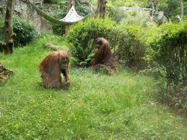 Orang-Utan-Weibchen CHEEMO und JAKOWINA am 20. Mai 2020 auf der Außenanlage im Zoologischen Garten Wuppertal