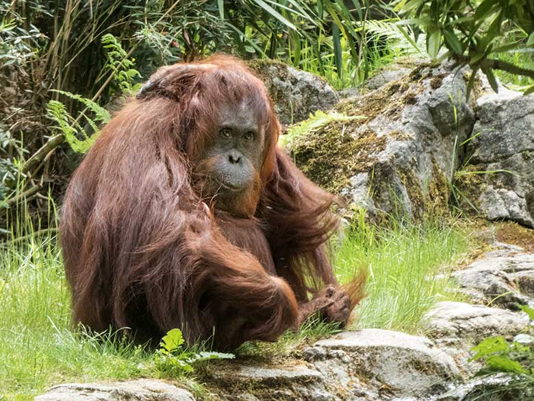 Orang-Utan-Weibchen CHEEMO am 20. Mai 2020 auf der Außenanlage im Wuppertaler Zoo