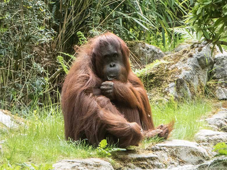Orang-Utan-Weibchen CHEEMO am 20. Mai 2020 auf der Außenanlage im Grünen Zoo Wuppertal