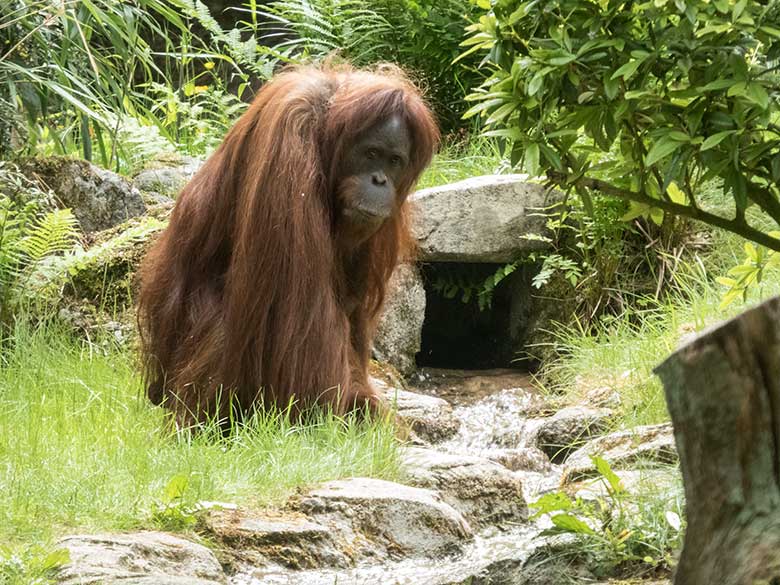 Orang-Utan-Weibchen JAKOWINA am 20. Mai 2020 auf der Außenanlage im Zoologischen Garten der Stadt Wuppertal