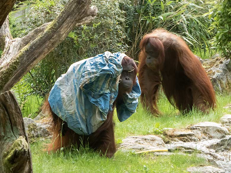 Orang-Utan-Weibchen CHEEMO und JAKOWINA am 20. Mai 2020 auf der Außenanlage im Zoo Wuppertal