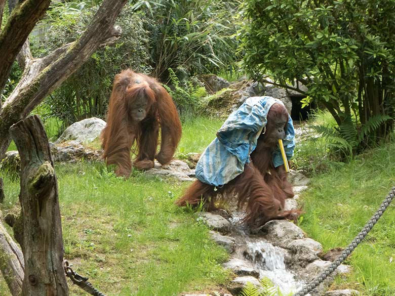 Orang-Utan-Weibchen JAKOWINA und CHEEMO am 20. Mai 2020 auf der Außenanlage im Wuppertaler Zoo