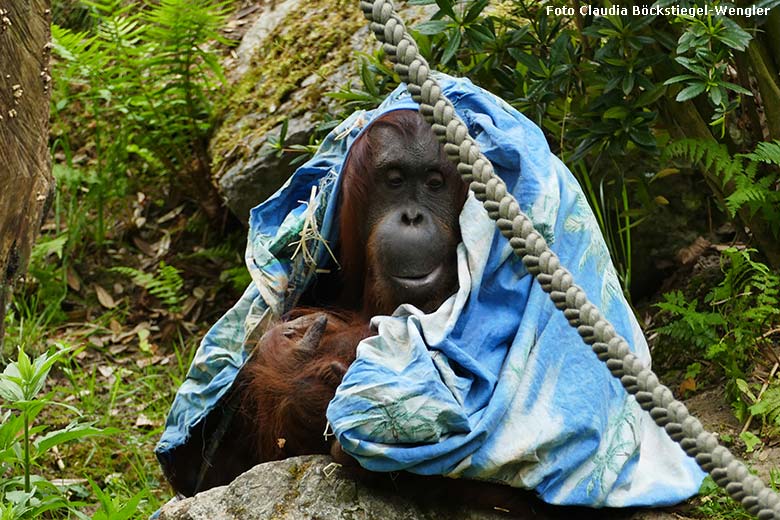 Orang-Utan Weibchen CHEEMO am 20. Mai 2020 auf der Außenanlage im Grünen Zoo Wuppertal (Foto Claudia Böckstiegel-Wengler)