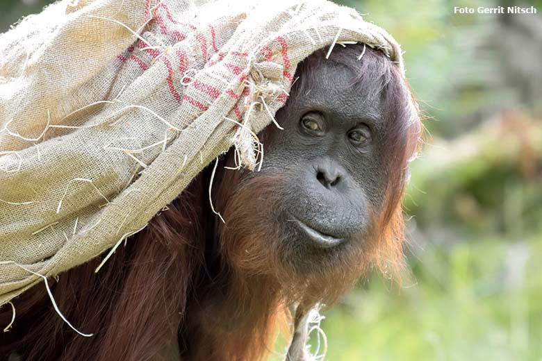 Orang-Utan-Weibchen CHEEMO am 29. August 2020 auf der Außenanlage am Menschenaffen-Haus im Zoologischen Garten der Stadt Wuppertal (Foto Gerrit Nitsch)