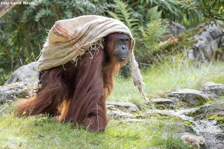 Orang-Utan-Weibchen CHEEMO am 29. August 2020 auf der Außenanlage am Menschenaffen-Haus im Wuppertaler Zoo (Foto Gerrit Nitsch)