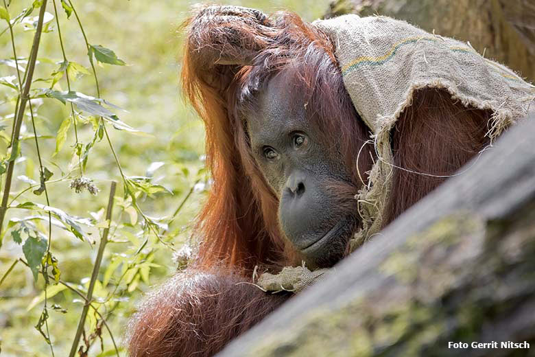 Orang-Utan-Weibchen CHEEMO am 29. August 2020 auf der Außenanlage am Menschenaffen-Haus im Zoo Wuppertal (Foto Gerrit Nitsch)