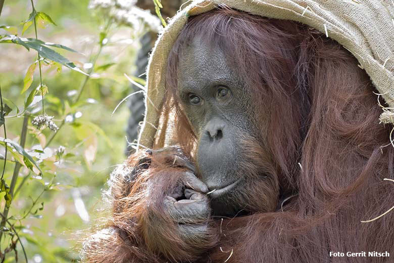 Orang-Utan-Weibchen CHEEMO am 29. August 2020 auf der Außenanlage am Menschenaffen-Haus im Grünen Zoo Wuppertal (Foto Gerrit Nitsch)