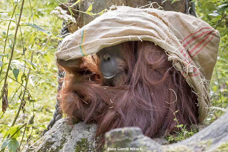 Orang-Utan-Weibchen CHEEMO am 29. August 2020 auf der Außenanlage am Menschenaffen-Haus im Zoologischen Garten Wuppertal (Foto Gerrit Nitsch)