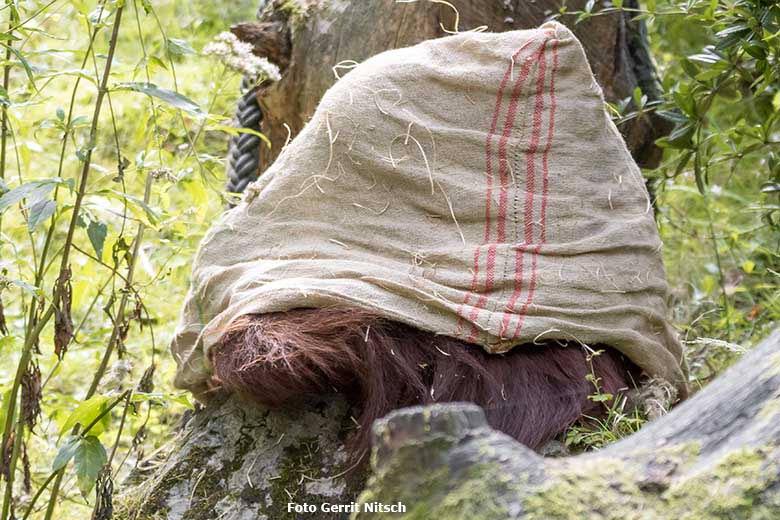 Orang-Utan-Weibchen CHEEMO am 29. August 2020 auf der Außenanlage am Menschenaffen-Haus im Wuppertaler Zoo (Foto Gerrit Nitsch)