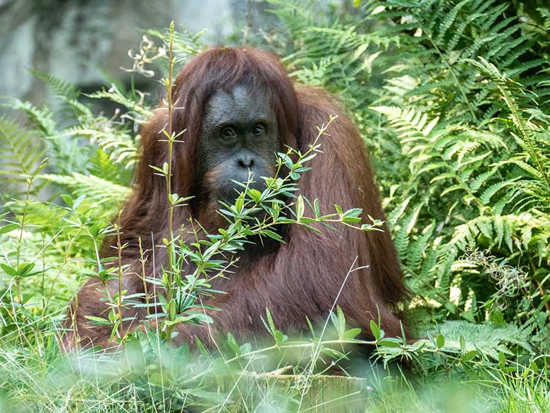 Weiblicher Orang-Utan CHEEMO am 14. September 2020 auf der Außenanlage am Menschenaffen-Haus im Grünen Zoo Wuppertal