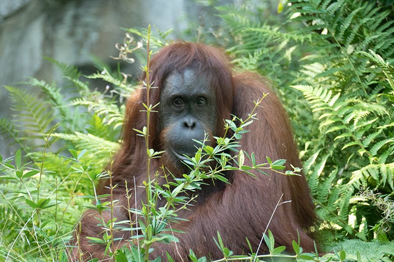 Orang-Utan-Weibchen CHEEMO am 14. September 2020 auf der Außenanlage am Menschenaffen-Haus im Grünen Zoo Wuppertal