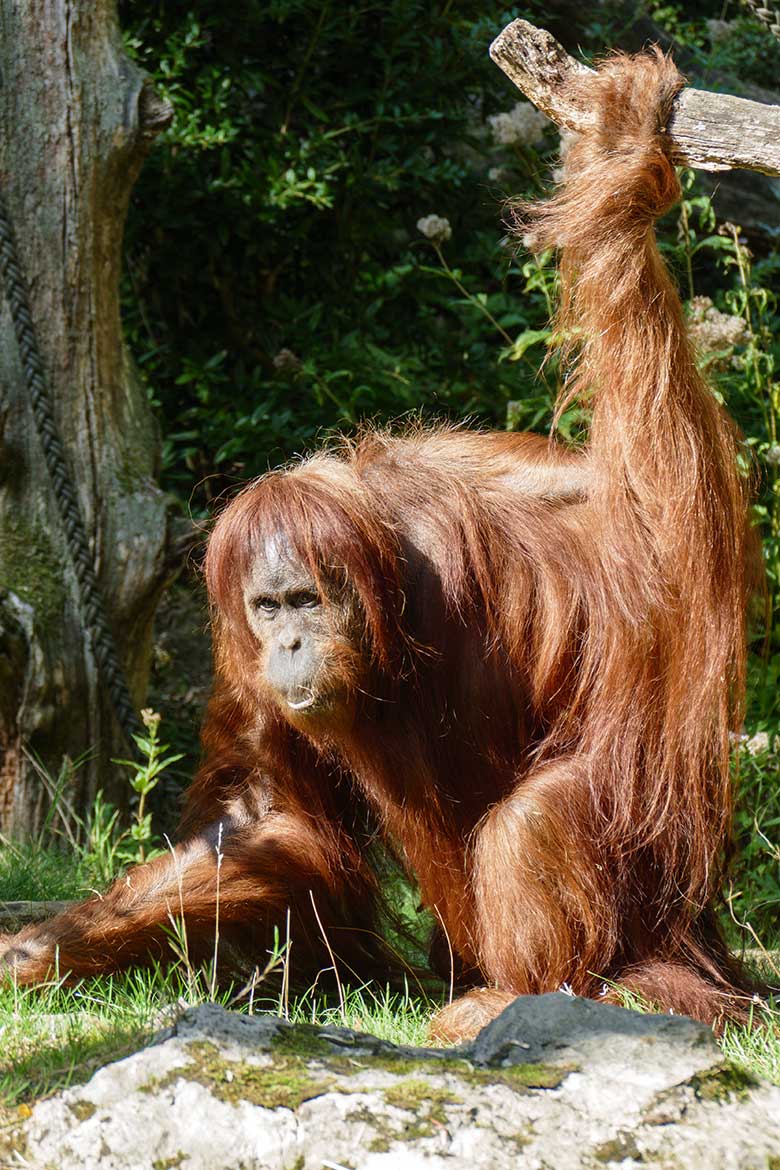 Orang-Utan-Weibchen JAKOWINA am 14. September 2020 auf der Außenanlage am Menschenaffen-Haus im Wuppertaler Zoo