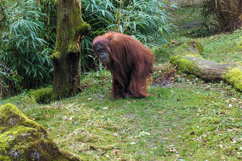 Weiblicher Orang-Utan CHEEMO am 17. März 2021 auf der Außenanlage am Menschenaffen-Haus im Zoologischen Garten Wuppertal