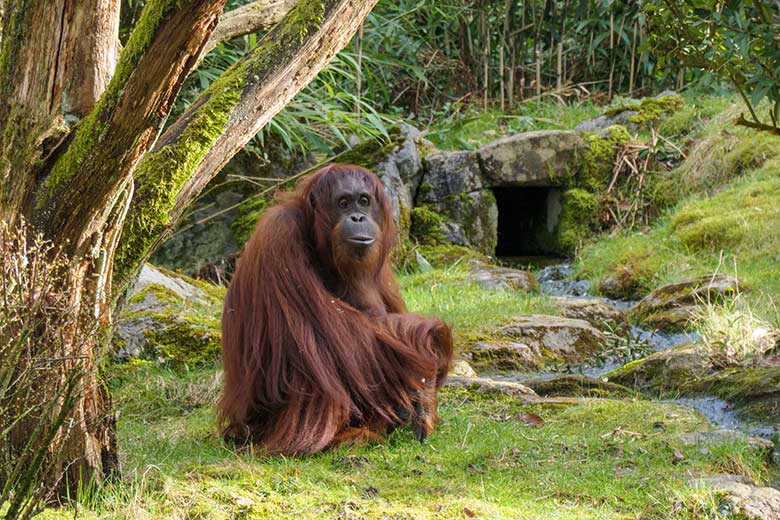 Weiblicher Orang-Utan CHEEMO am 17. März 2021 auf der Außenanlage am Menschenaffen-Haus im Wuppertaler Zoo