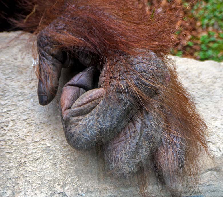 Finger der linken Hand des weiblichen Orang-Utan CHEEMO am 2. April 2021 an einer Besucher-Scheibe der Außenanlage am Menschenaffen-Haus im Wuppertaler Zoo