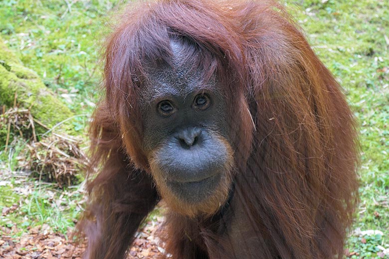 Weiblicher Orang-Utan CHEEMO am 2. April 2021 an einer Besucher-Scheibe der Außenanlage am Menschenaffen-Haus im Grünen Zoo Wuppertal