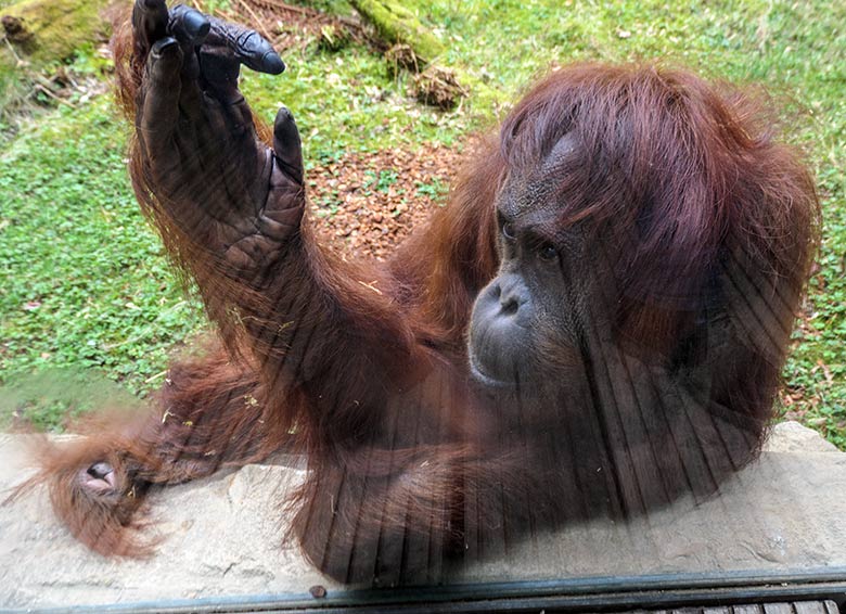 Weiblicher Orang-Utan CHEEMO am 2. April 2021 an einer Besucher-Scheibe der Außenanlage am Menschenaffen-Haus im Zoologischen Garten Wuppertal