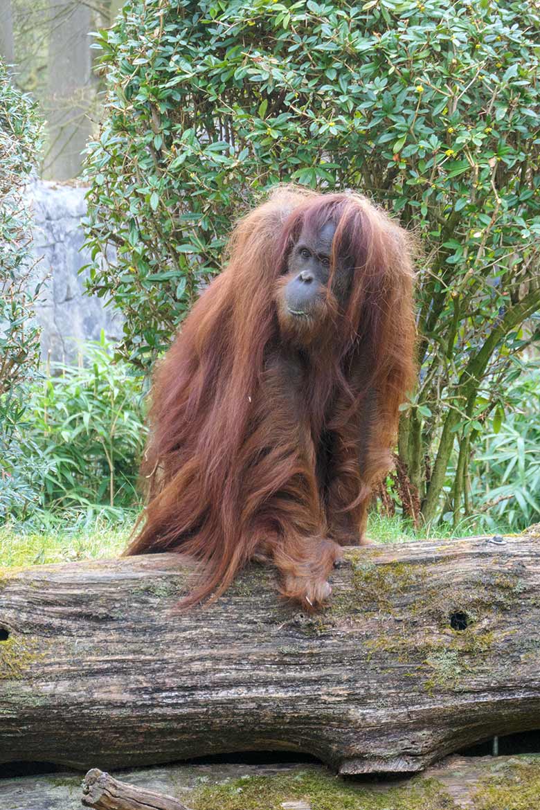 Weiblicher Orang-Utan JAKOWINA am 2. April 2021 auf der Außenanlage am Menschenaffen-Haus im Wuppertaler Zoo