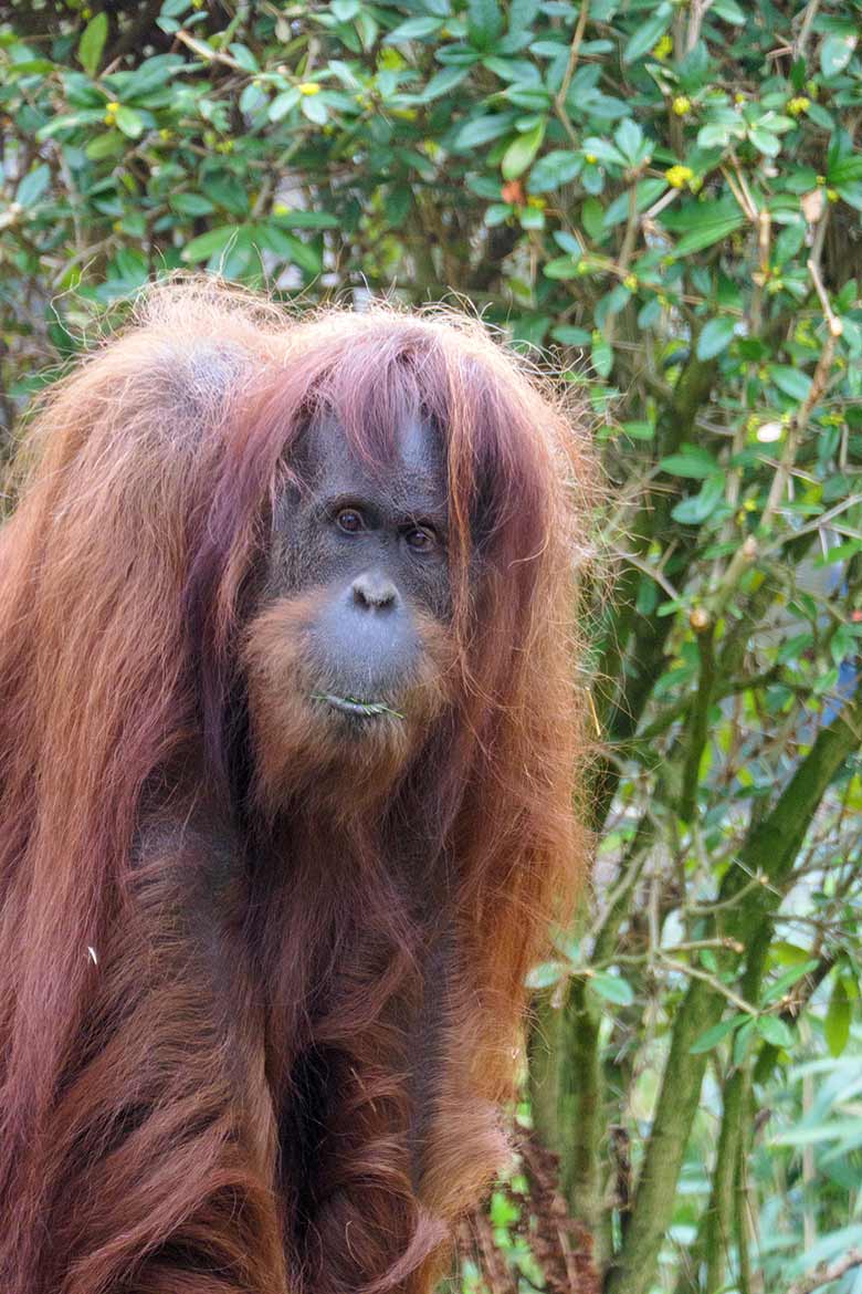 Weiblicher Orang-Utan JAKOWINA am 2. April 2021 auf der Außenanlage am Menschenaffen-Haus im Grünen Zoo Wuppertal