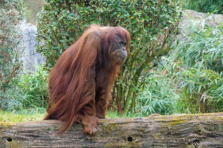 Weiblicher Orang-Utan JAKOWINA am 2. April 2021 auf der Außenanlage am Menschenaffen-Haus im Zoo Wuppertal