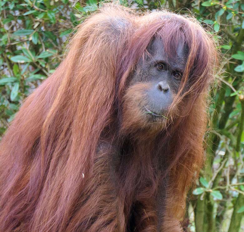 Weiblicher Orang-Utan JAKOWINA am 2. April 2021 auf der Außenanlage am Menschenaffen-Haus im Zoologischen Garten der Stadt Wuppertal
