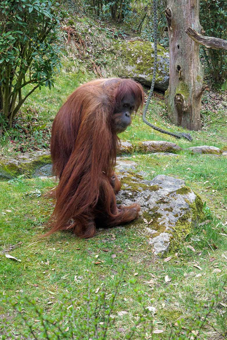 Weiblicher Orang-Utan JAKOWINA am 2. April 2021 auf der Außenanlage am Menschenaffen-Haus im Wuppertaler Zoo