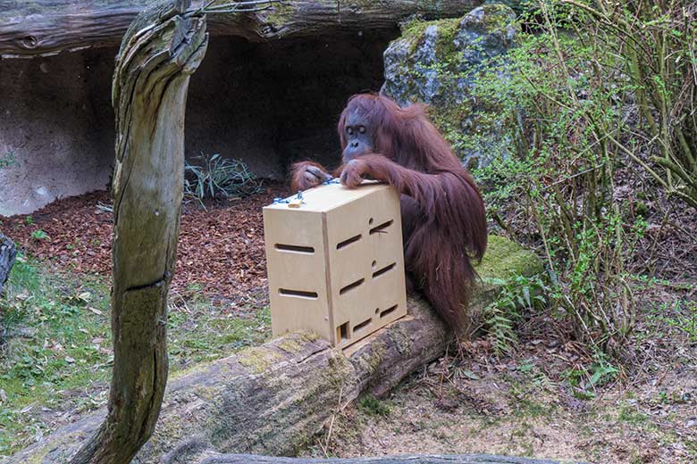 Weiblicher Orang-Utan CHEEMO am 2. April 2021 am Stocherkasten auf der Außenanlage am Menschenaffen-Haus im Grünen Zoo Wuppertal