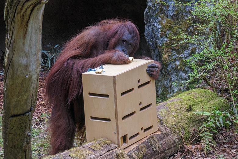Weiblicher Orang-Utan CHEEMO am 2. April 2021 an einem Schloss am Stocherkasten auf der Außenanlage im Wuppertaler Zoo
