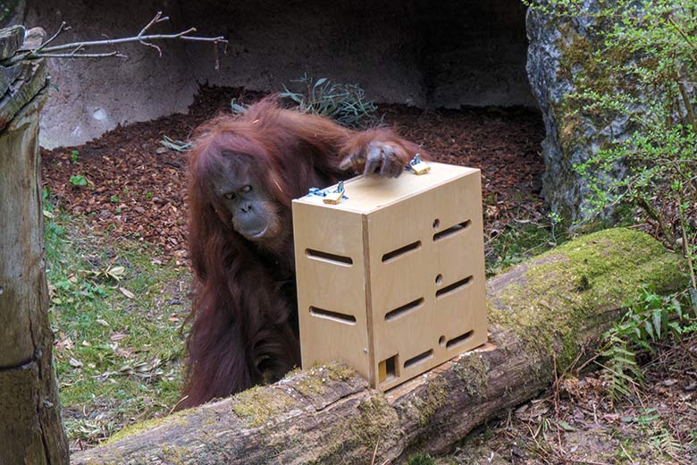Weiblicher Orang-Utan CHEEMO am 2. April 2021 am Stocherkasten auf der Außenanlage im Zoologischen Garten Wuppertal