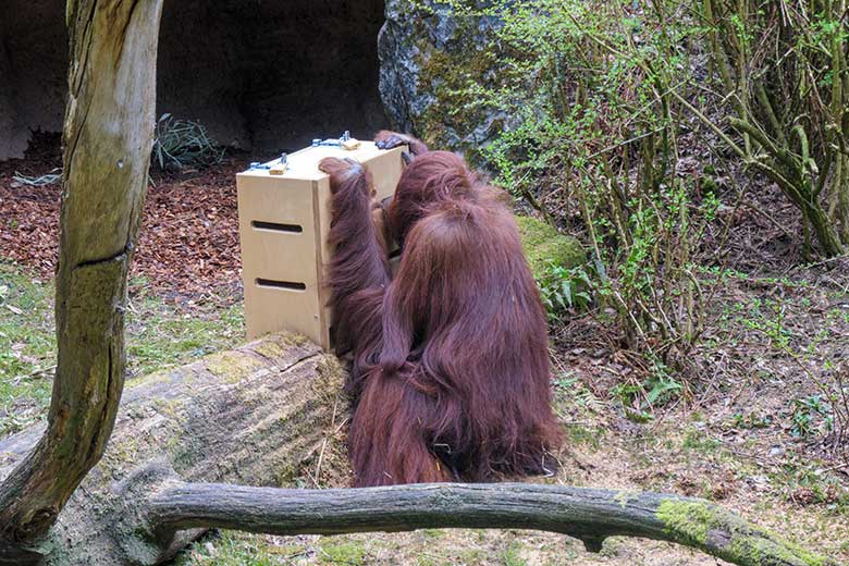 Weiblicher Orang-Utan CHEEMO am 2. April 2021 am Stocherkasten auf der Außenanlage im Wuppertaler Zoo