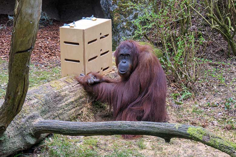 Weiblicher Orang-Utan CHEEMO am 2. April 2021 am Stocherkasten auf der Außenanlage im Zoo Wuppertal