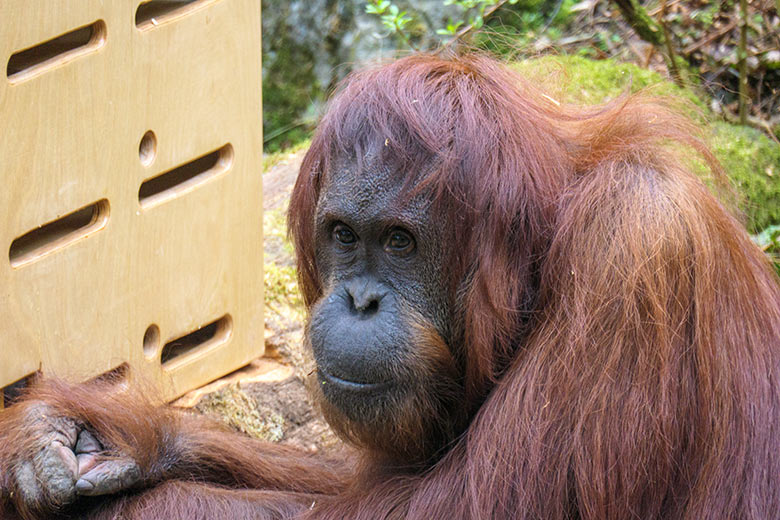 Weiblicher Orang-Utan CHEEMO am 2. April 2021 am Stocherkasten auf der Außenanlage im Zoologischen Garten der Stadt Wuppertal