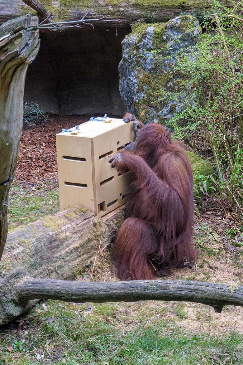Weiblicher Orang-Utan CHEEMO am 2. April 2021 am Stocherkasten auf der Außenanlage im Wuppertaler Zoo