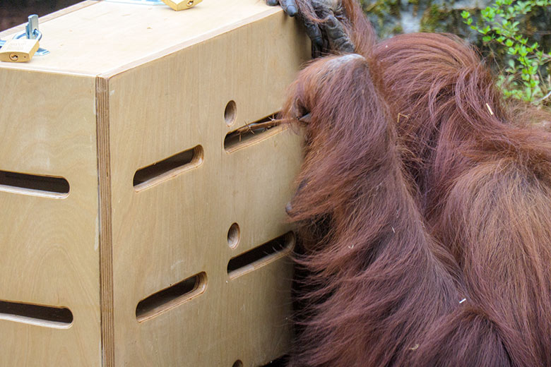 Weiblicher Orang-Utan CHEEMO am 2. April 2021 am Stocherkasten auf der Außenanlage im Zoo Wuppertal