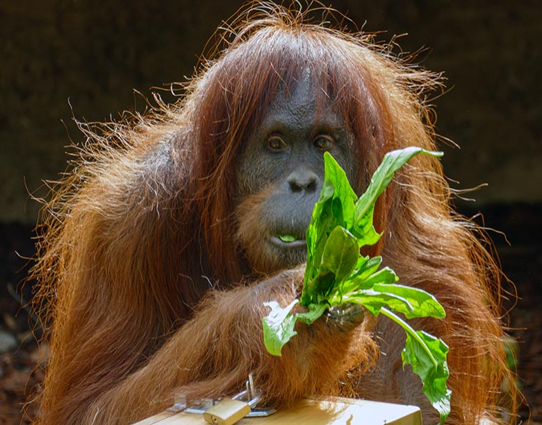 Orang-Utan Weibchen CHEEMO mit Spinat am 8. Mai 2021 auf der Außenanlage am Menschenaffen-Haus im Grünen Zoo Wuppertal