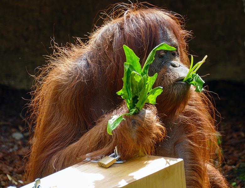 Orang-Utan Weibchen CHEEMO mit Spinat am 8. Mai 2021 auf der Außenanlage am Menschenaffen-Haus im Zoologischen Garten Wuppertal