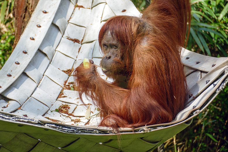 Orang-Utan Weibchen CHEEMO mit Salat am 8. Mai 2021 auf der Außenanlage am Menschenaffen-Haus im Wuppertaler Zoo