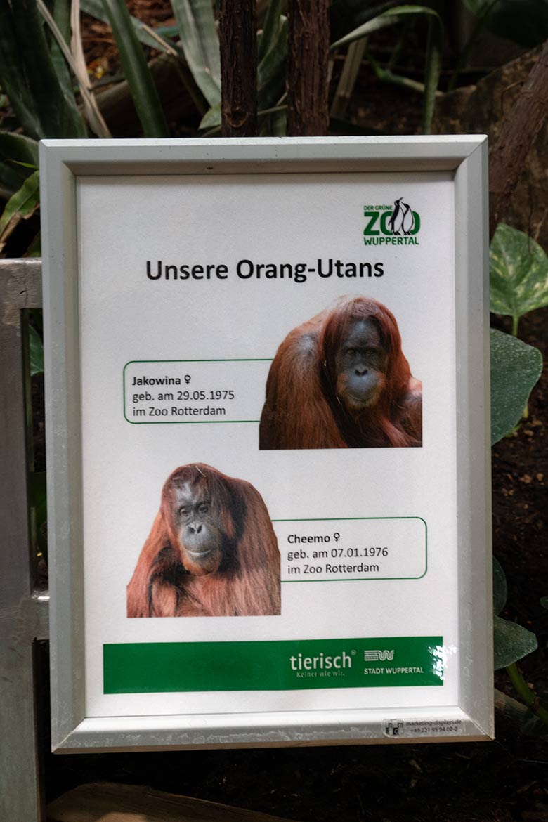 Ausschilderung 'Unsere Orang-Utans' am 6. Juli 2021 am Innengehege im Menschenaffen-Haus im Zoo Wuppertal