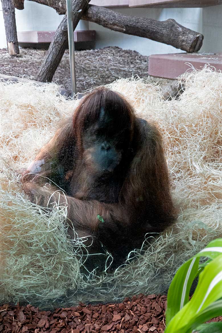 Orang-Utan Weibchen am 6. Juli 2021 im Innengehege im Menschenaffen-Haus im Zoologischen Garten der Stadt Wuppertal