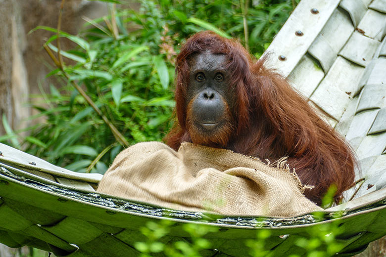 Orang-Utan Weibchen CHEEMO in der Hängematte am 10. Juli 2021 auf der Außenanlage am Menschenaffen-Haus im Zoologischen Garten der Stadt Wuppertal