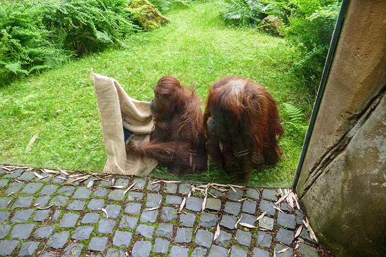 Orang-Utan Weibchen CHEEMO mit Jutesack und Orang-Utan Weibchen JAKOWINA am 10. Juli 2021 auf der Außenanlage am Menschenaffen-Haus im Zoo Wuppertal